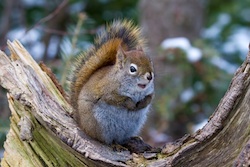 British wildlife: Red squirrel