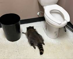 The Curious Case of the Drunk Raccoon