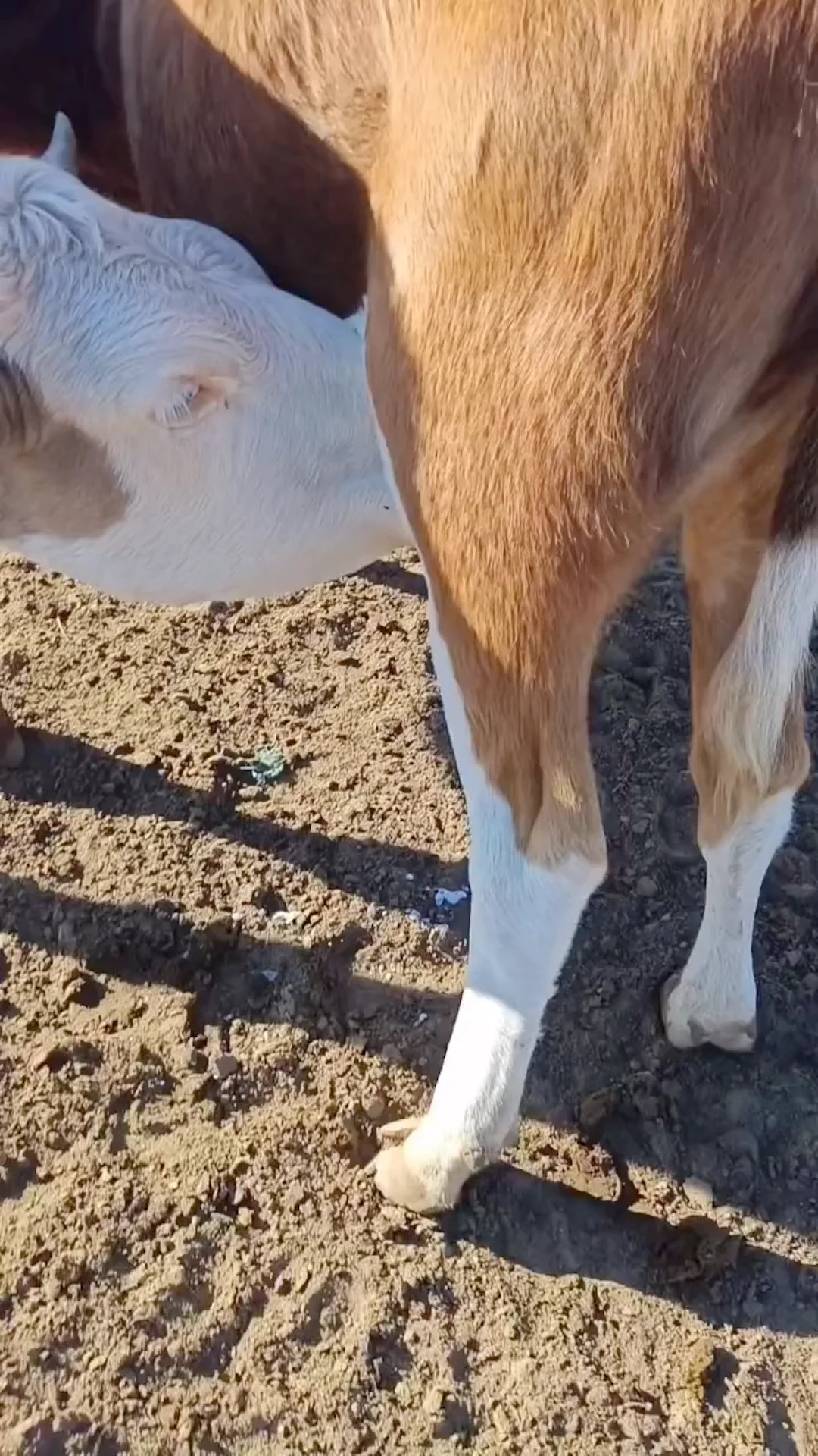 Bovino: The Future of Sustainable Farming Practices