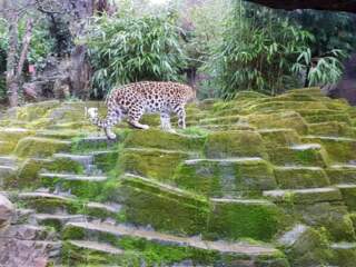 Exploring Colchester Zoo: A Unique Wildlife Experience