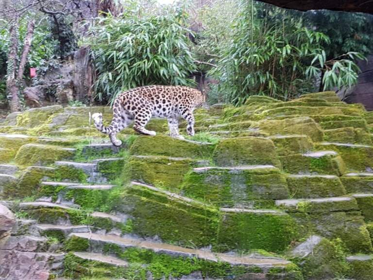Exploring Colchester Zoo: A Unique Wildlife Experience