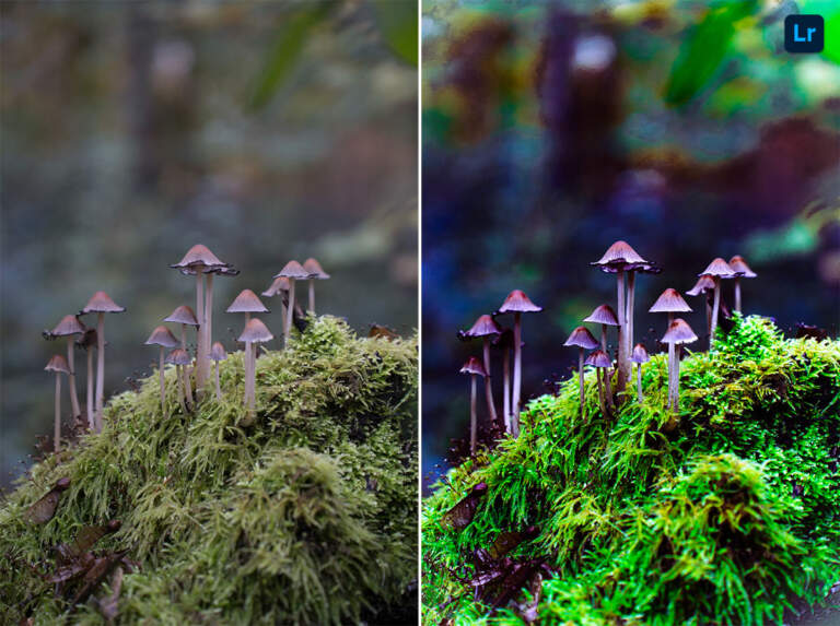 The Fascinating World of Mushrooms