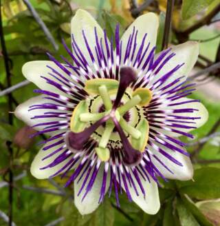 The Vital Role of Nature in Our Lives