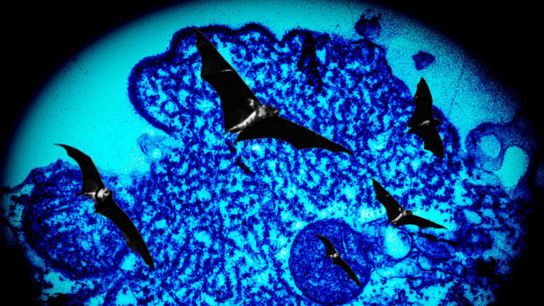 Understanding the Nipah Virus Outbreak in 2023