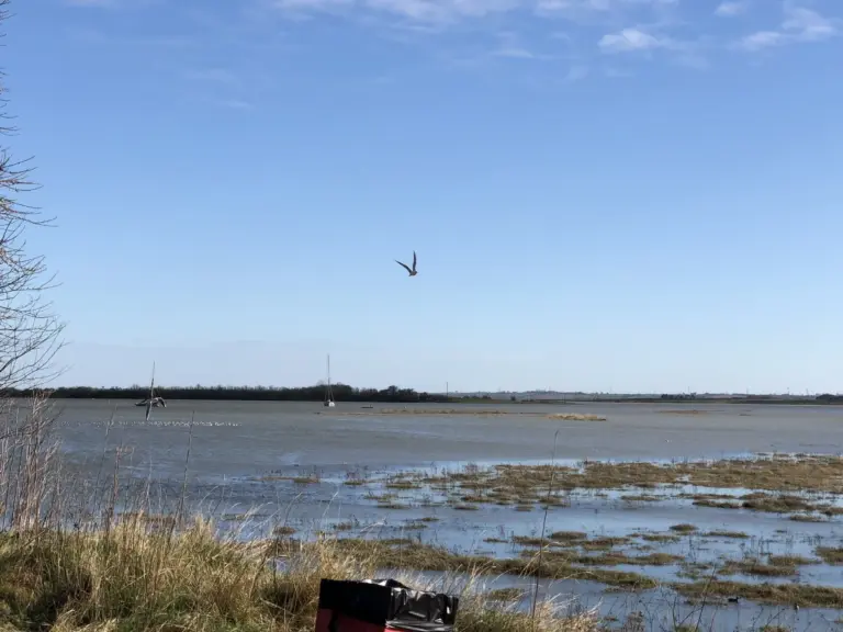 Exploring the Wonders of Northey Island