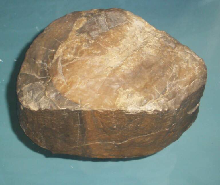 The Significance of Prototaxites Fossils Found in Scotland