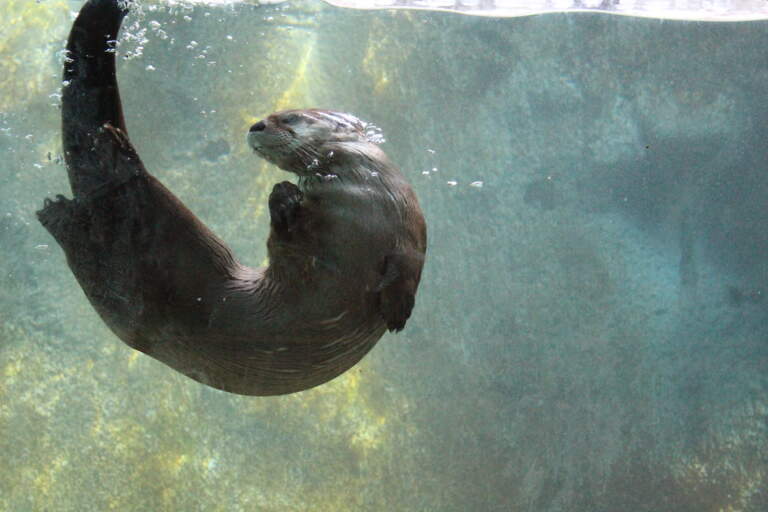 Exploring the Fascinating World of River Otters