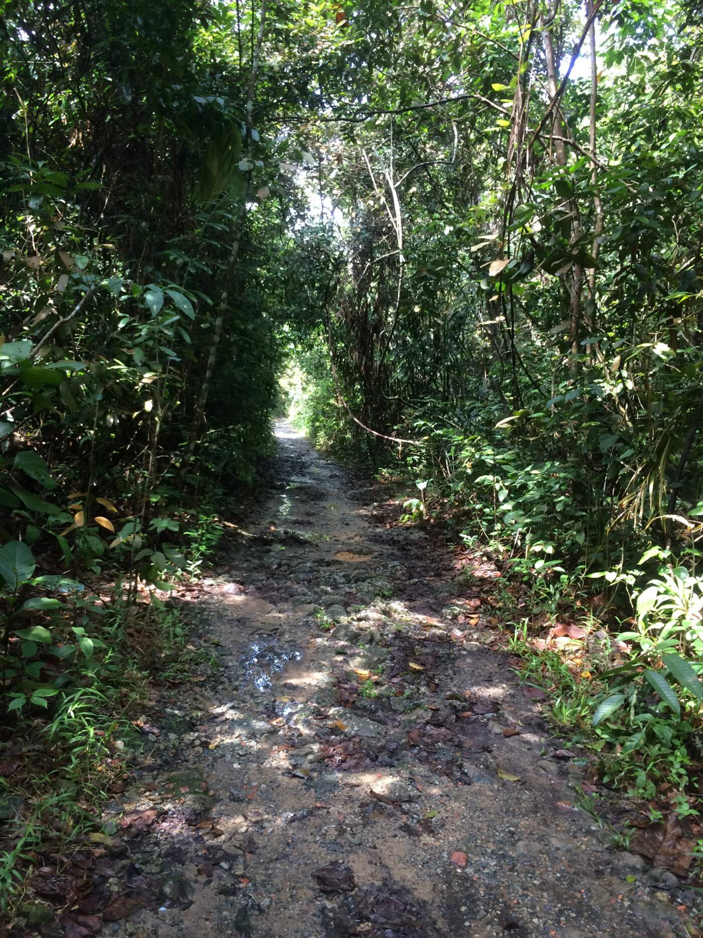 The Transformative Benefits of Running