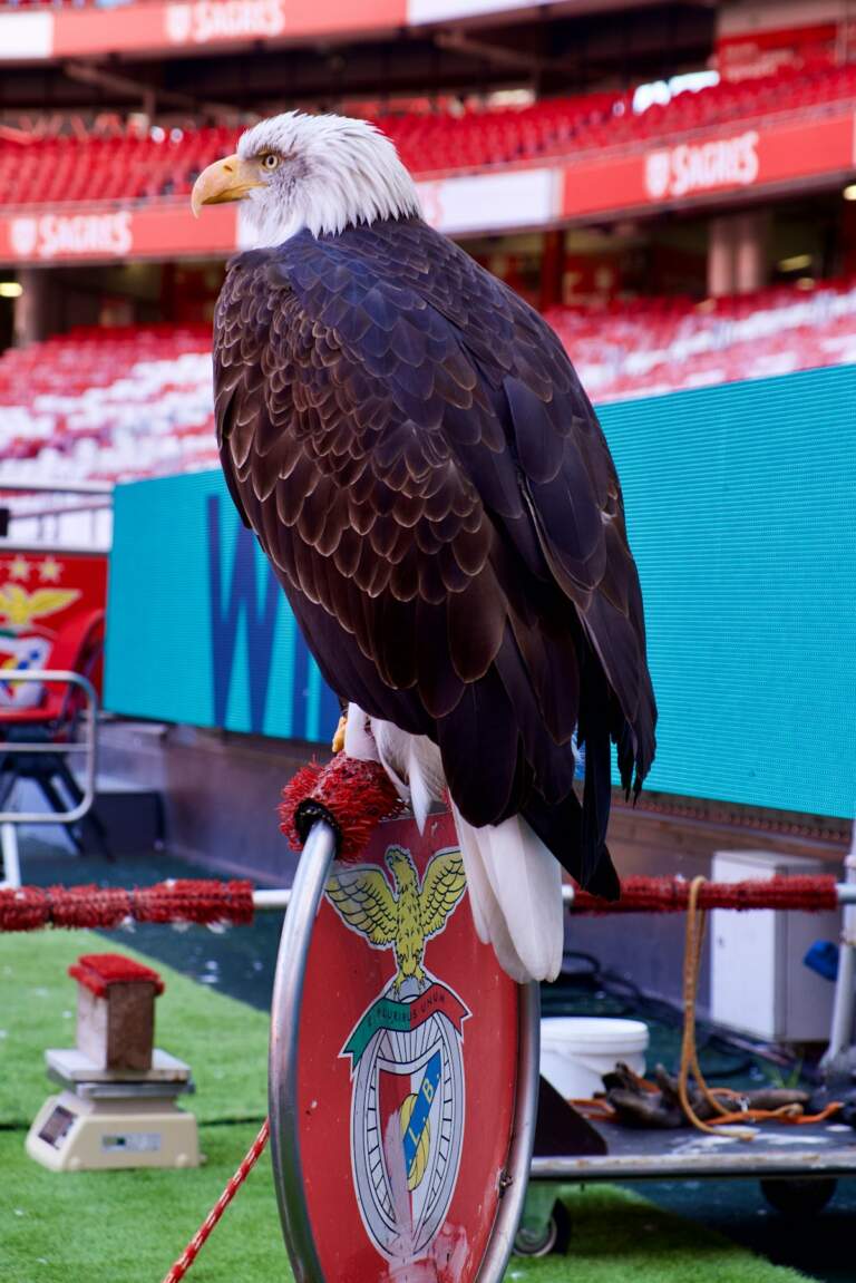 Trubin’s Impact at Benfica: A Rising Star in Goalkeeping
