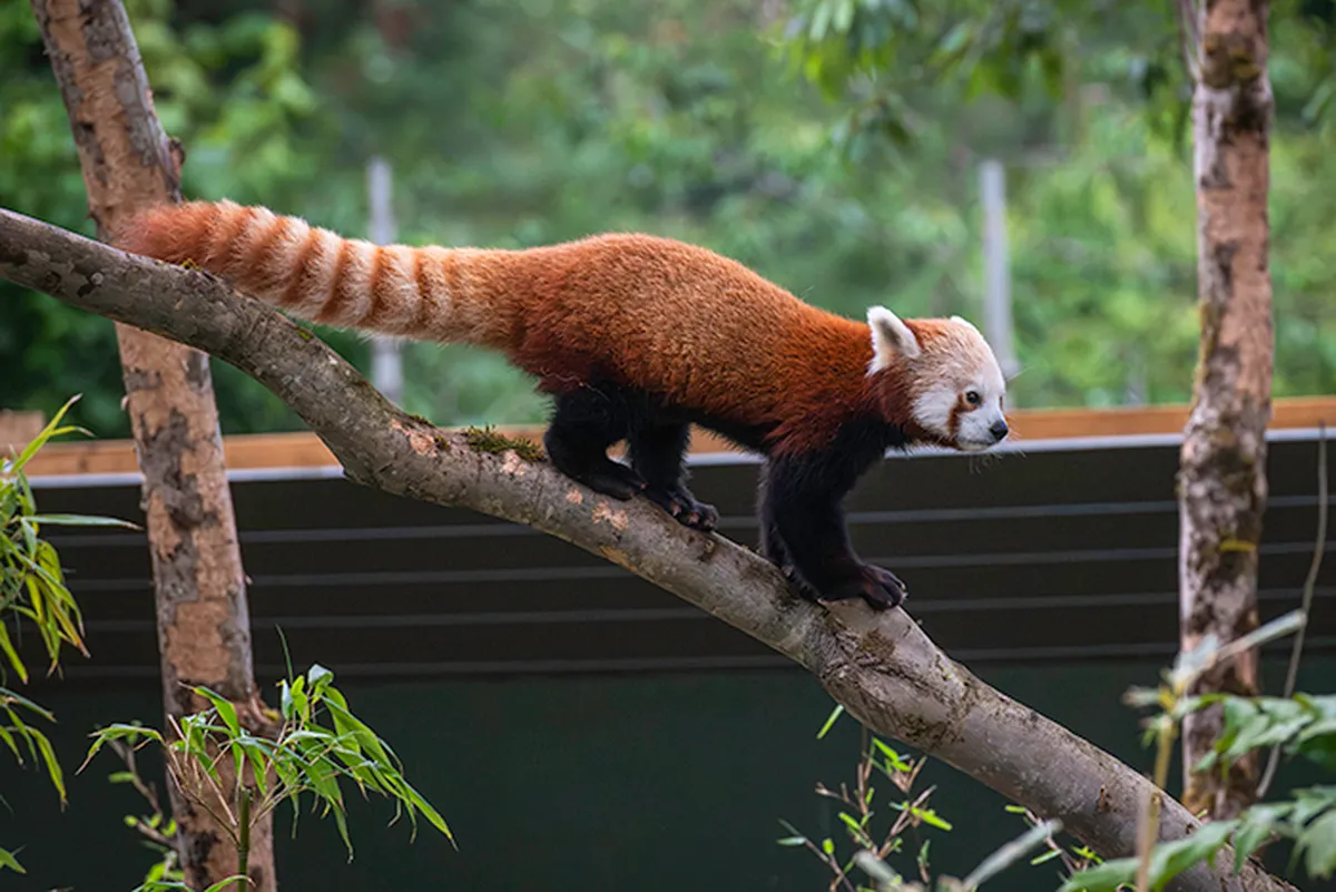 Bristol Zoo’s Influence on Conservation and Education