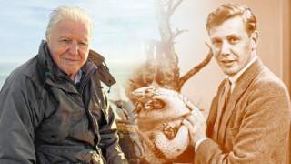 The Impact of David Attenborough on Wildlife Conservation