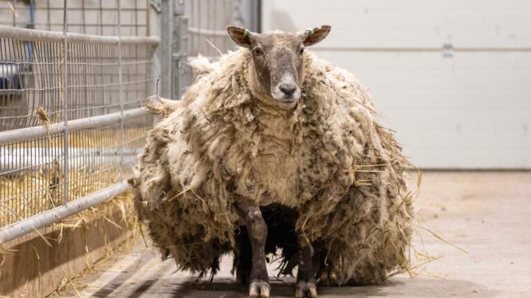 Fiona the Sheep: An Icon of Social Media and Community