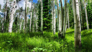 The Rise of Forest Green and Its Environmental Importance