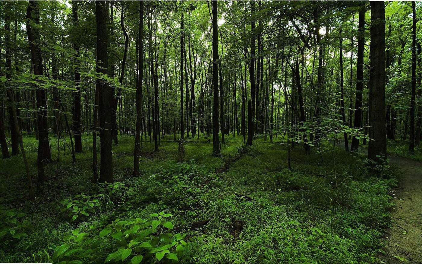 The Importance of Forest Green in Sustainability