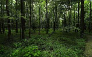 The Importance of Forest Green in Sustainability