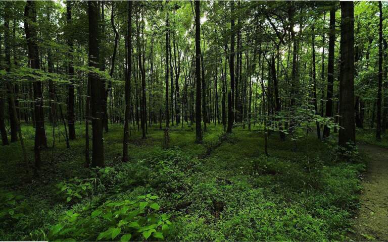 The Importance of Forest Green in Sustainability