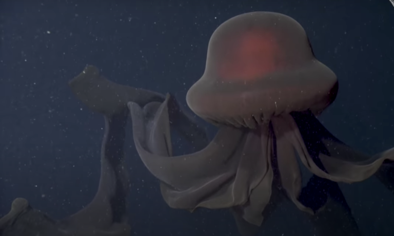 Exploring the Mysterious Giant Phantom Jellyfish