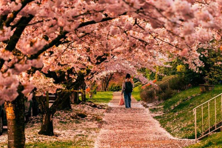 Cancellation of the Japan Cherry Blossom Festival