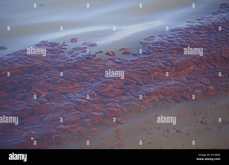 Remembering the Sea Empress Oil Spill: A 26-Year Legacy