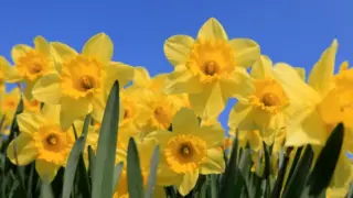 Celebrate the Spirit of Wales: St Davids Day 2026 Events Announced