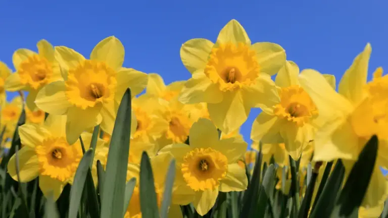Celebrate the Spirit of Wales: St Davids Day 2026 Events Announced