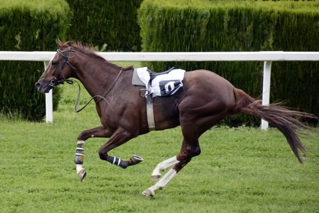 Alex ferguson horses running today