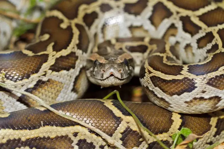 Burma: Burmese Python Invasion in the Florida Everglades
