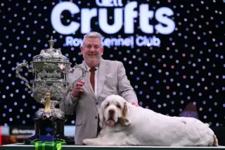 Clumber Spaniel Crufts Winner: Bruin Takes Best in Show at 2026