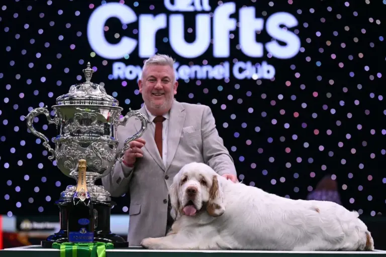 Clumber Spaniel Crufts Winner: Bruin Takes Best in Show at 2026