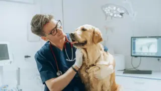 CMA Vets: Major Reforms for Veterinary Services in the UK