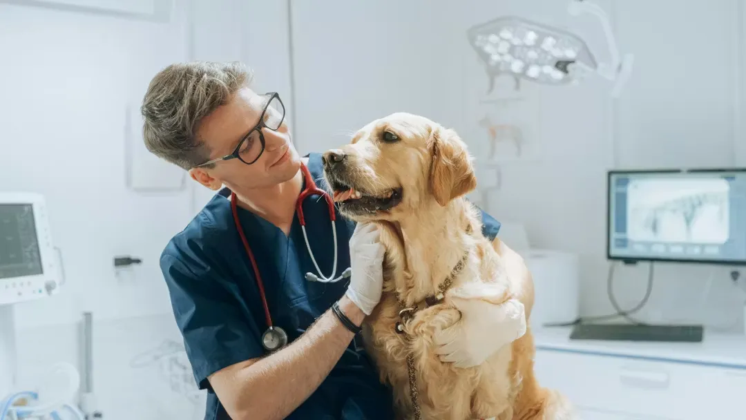 CMA Vets: Major Reforms for Veterinary Services in the UK