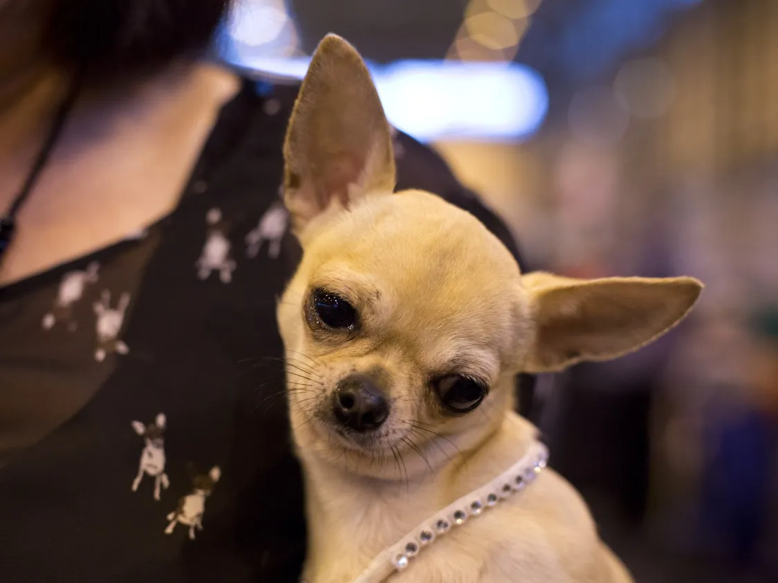 Dog breeds banned in uk