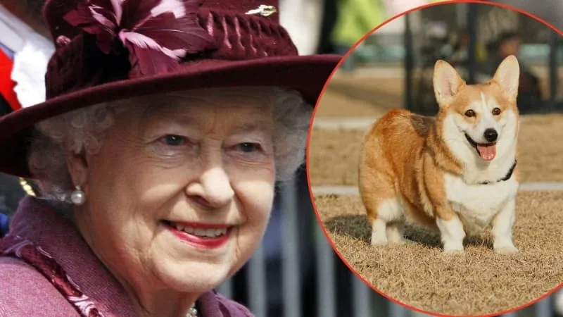 Dog breeds to be banned