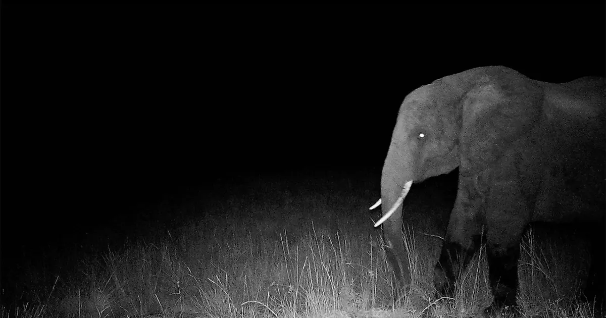 Herzog’s Documentary ‘Ghost Elephants’ Premieres Amid Political Tensions