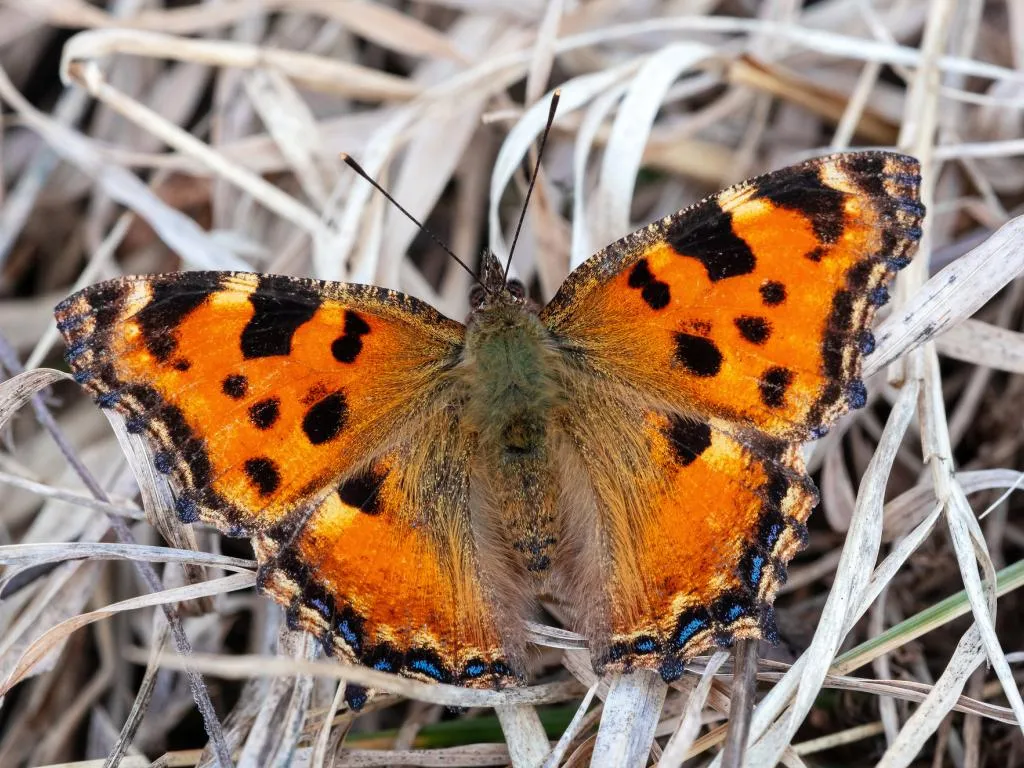 Large tortoiseshell butterfly: The Return of the