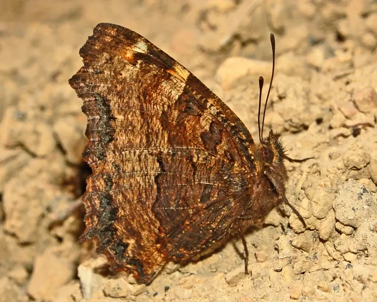 Large Tortoiseshell Butterfly Declared Resident Species in the UK