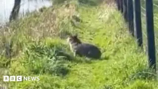 Marwell Zoo Faces Challenges with Runaway Capybara and Celebrates New Rhino Birth