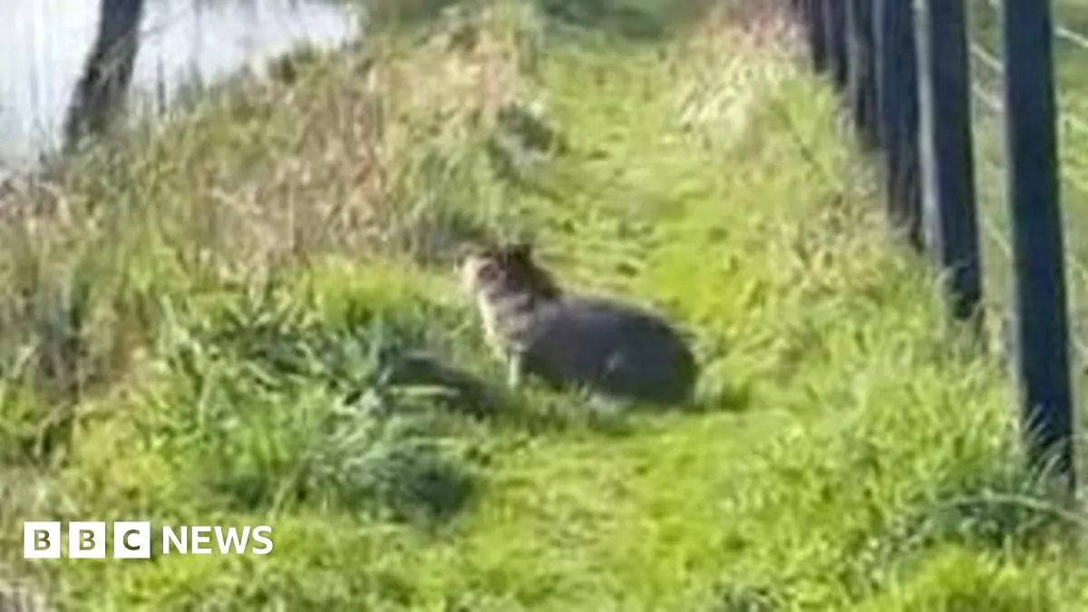 Marwell Zoo Faces Challenges with Runaway Capybara and Celebrates New Rhino Birth