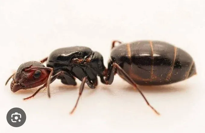 Queen ants kenya
