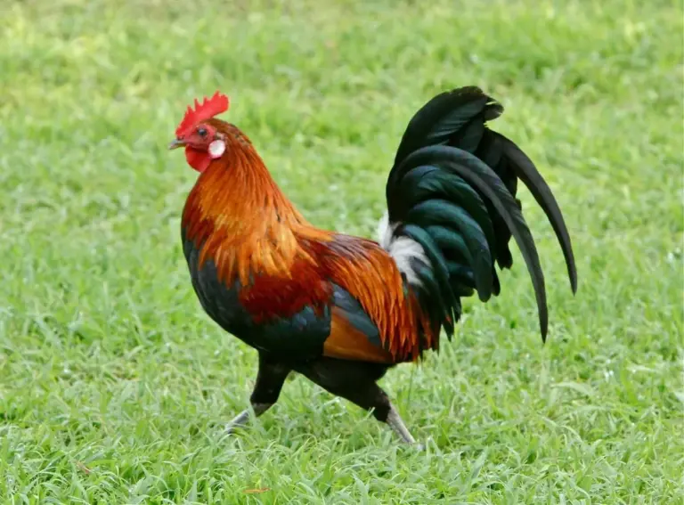 Rooster: A New HBO Comedy Series Premieres