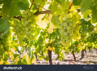 Sauvignon Blanc Shines in South Gippsland’s Wine Scene