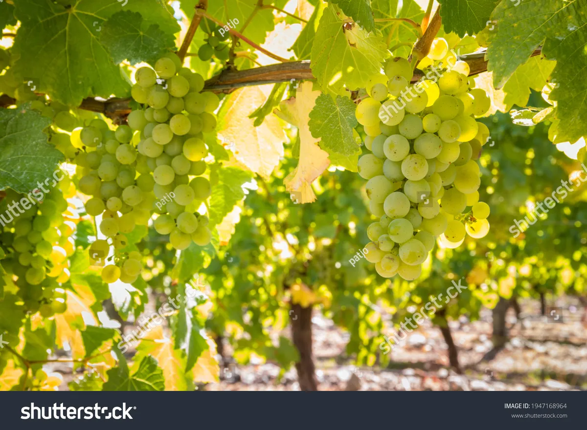 Sauvignon Blanc Shines in South Gippsland’s Wine Scene
