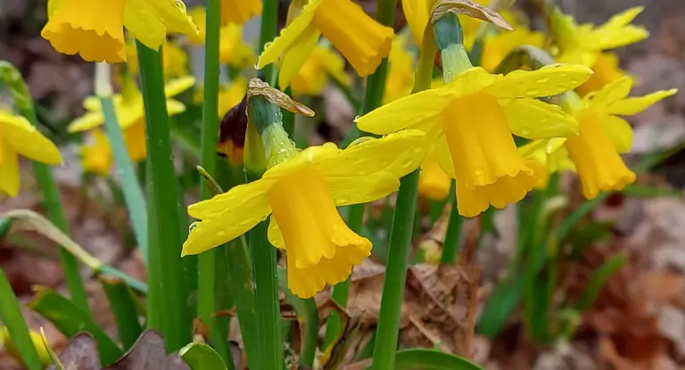 St. david’s day: Celebrating Welsh Heritage and Military Tradition