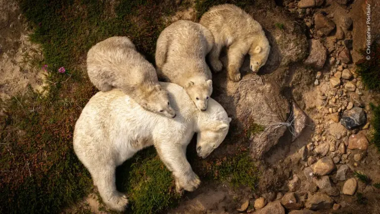 Wildlife Photographer of the Year: Josef Stefan Wins at Natural History Museum, London