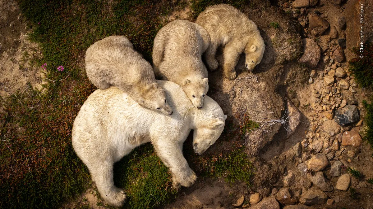 Wildlife Photographer of the Year: Josef Stefan Wins at Natural History Museum, London