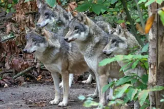 Wildwood Trust Wolf Euthanasia: A Heartbreaking Decision in Herne Common, Kent