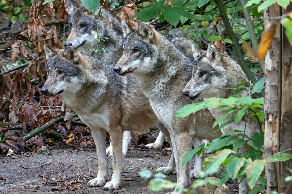 Wildwood Trust Wolf Euthanasia: A Heartbreaking Decision in Herne Common, Kent