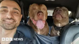 Xl bully: UK Faces Challenges with  Breed Amid Legal Changes