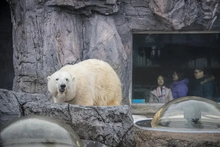 Asahiyama Zoo Incident Shakes Hokkaido