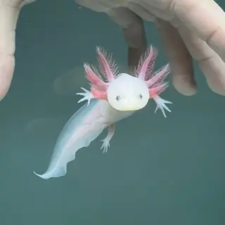 Axolotl: Bridgend Girl Finds Rare  in River Ogmore